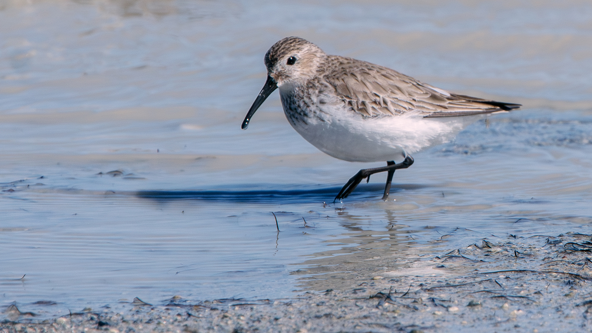 Dunlin